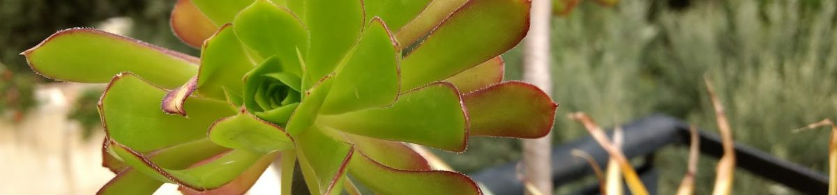 daniel heinze, leipzig.