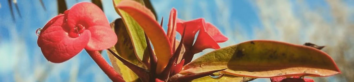 daniel heinze, leipzig.